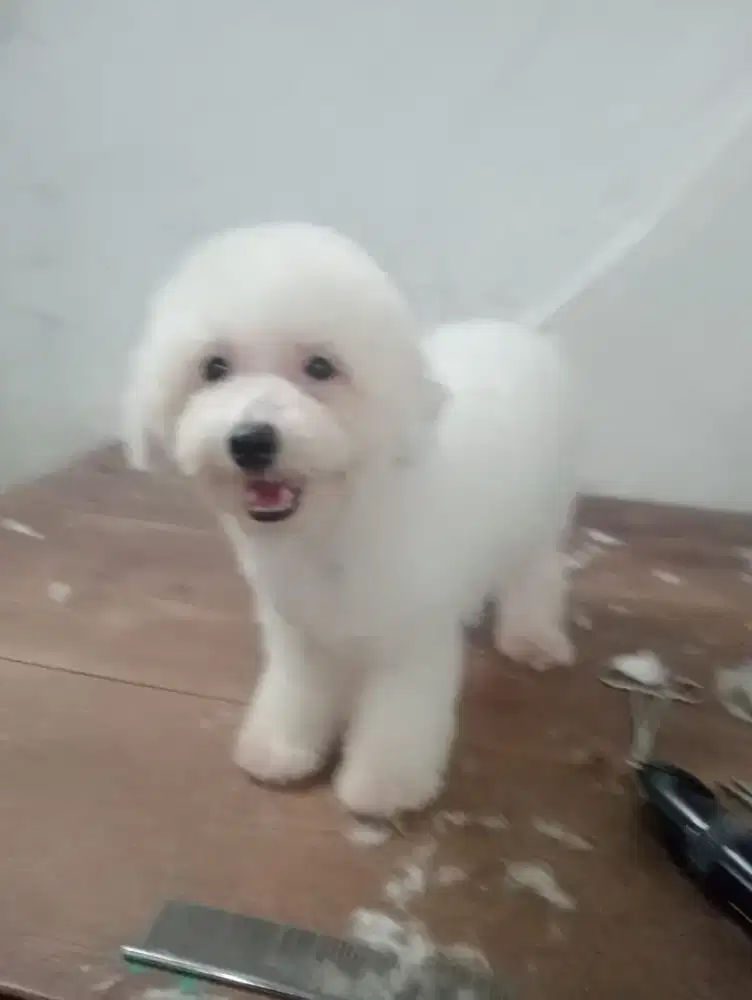 Bichon Frise betina