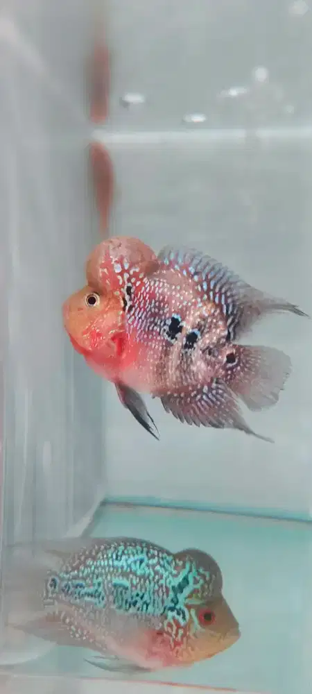 Louhan SRD Cilnong (Cilboom)