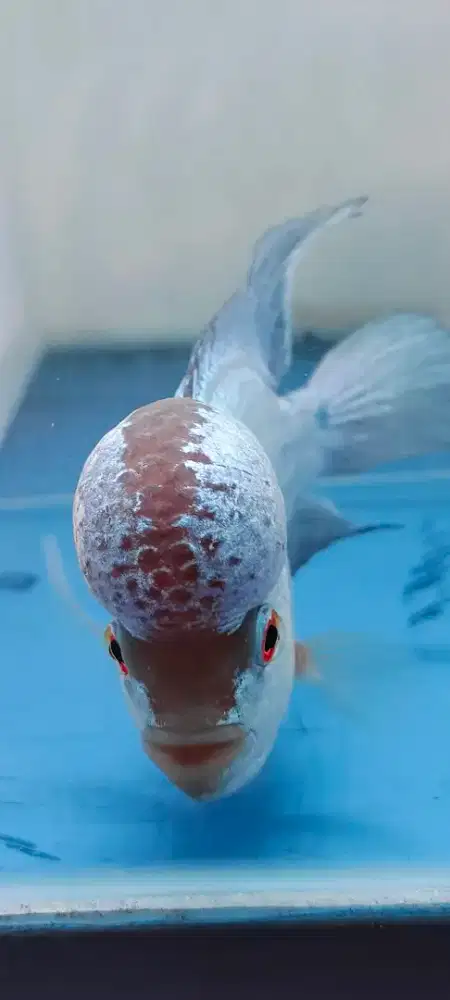 Louhan Thaisilk Biru Metalik