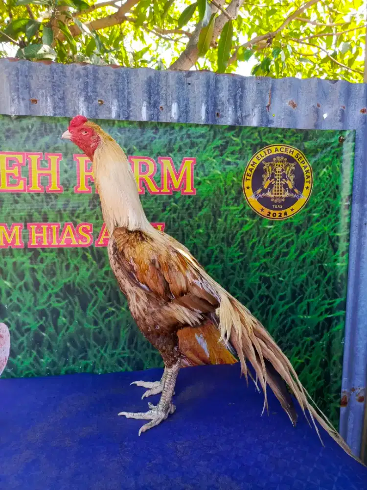 Ayam ekor lidi ori