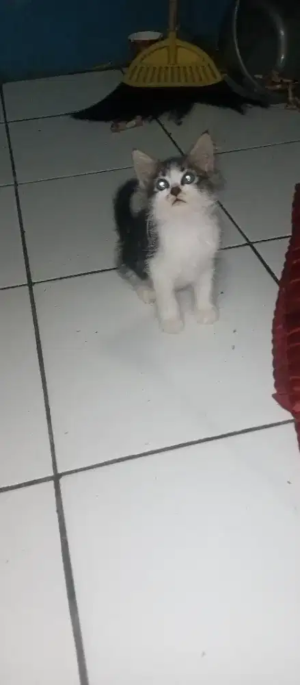 Kucing kiiten jantan marble