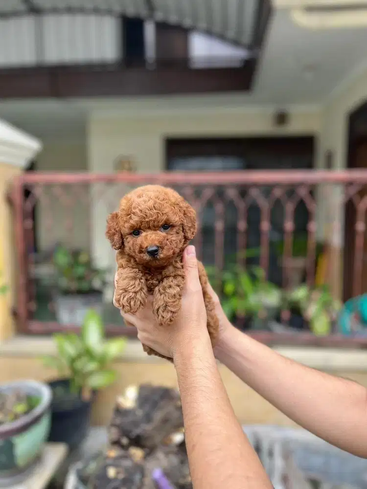 Red toy poodle jantan