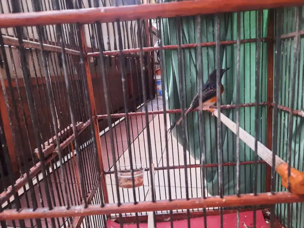 Trotolan murai anakan murai batu garansi jantan