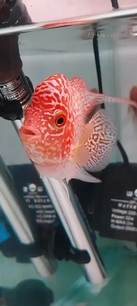 Louhan Golden Base x Kamfa