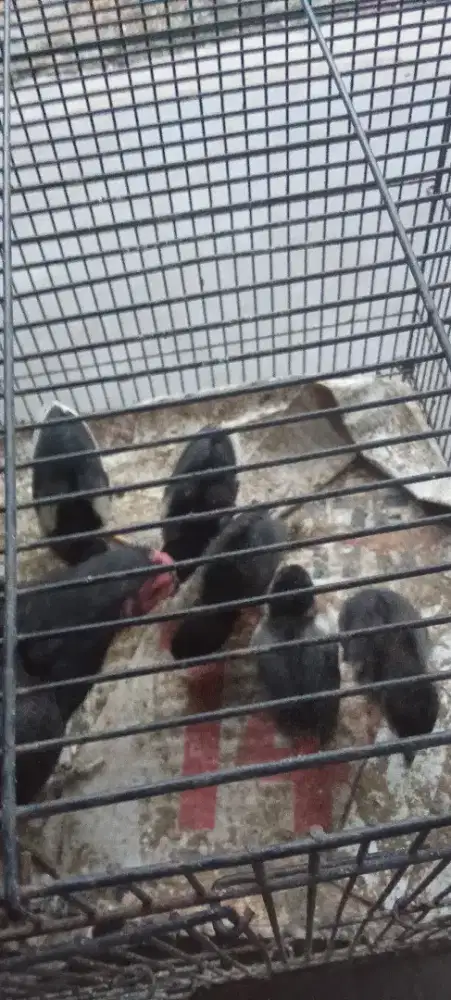 Dijual ayam bk  biang bw anak
