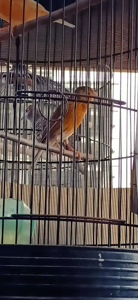 Kenari Jantan - Lokal