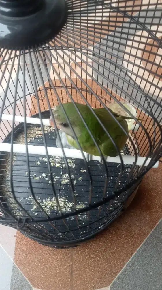 Burung Bejo masih Muda