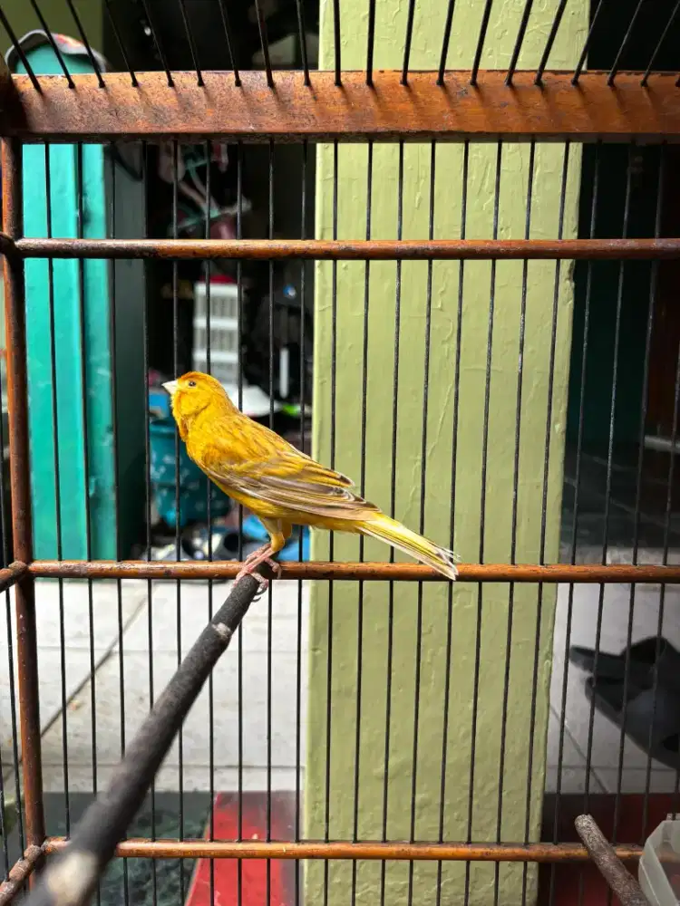 Kenari Isabel Gacor Plus Kandang Ebod