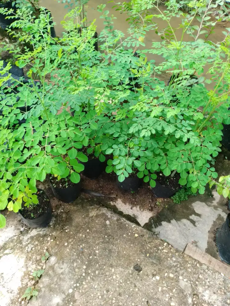 Bibit Pohon Kelor/Moringa