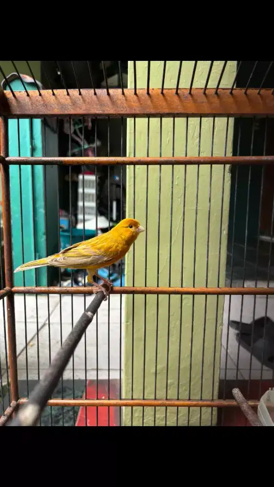 Kenari Jantan Isabel Gacor