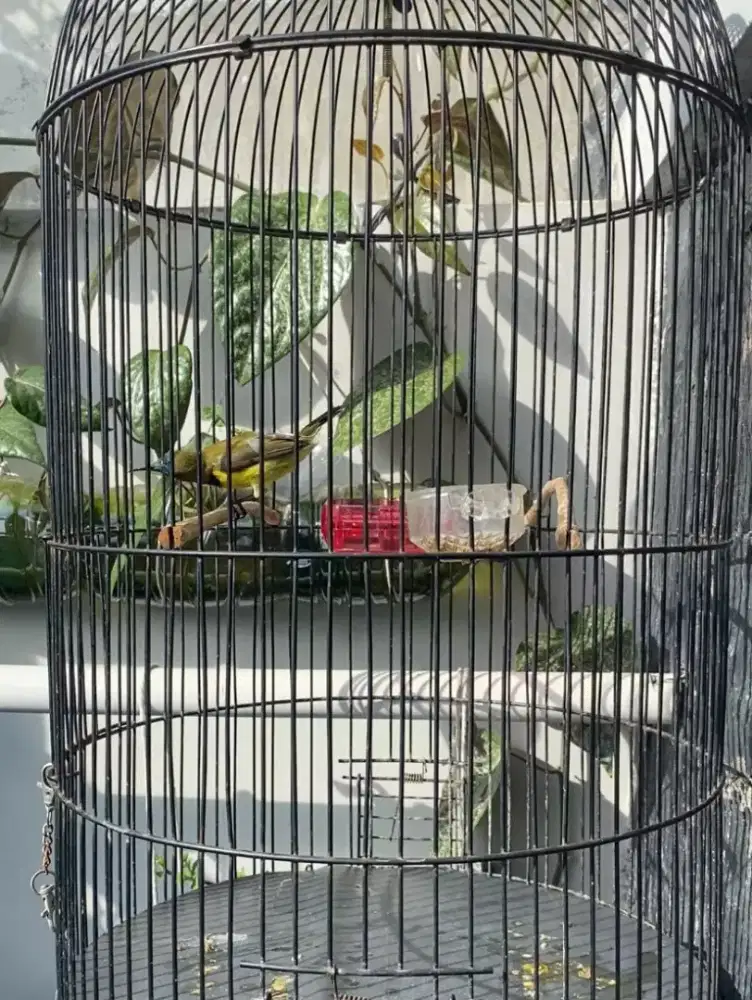 Jual sangkar besi LB plus sogon