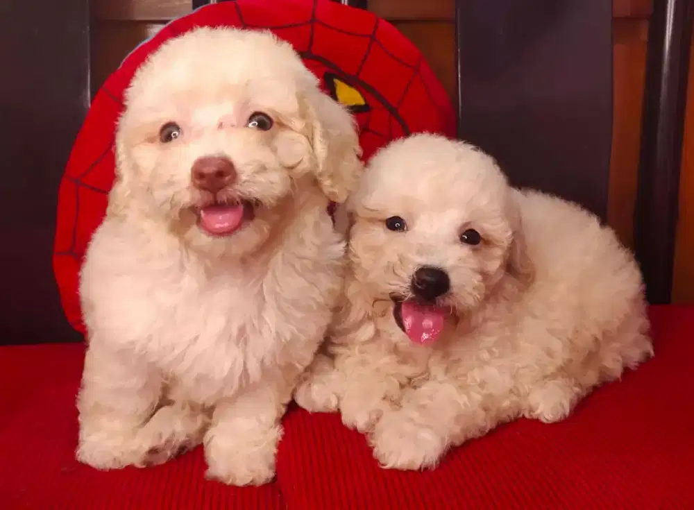 JUAL Poodle BORONGAN & Ke LUAR Kota