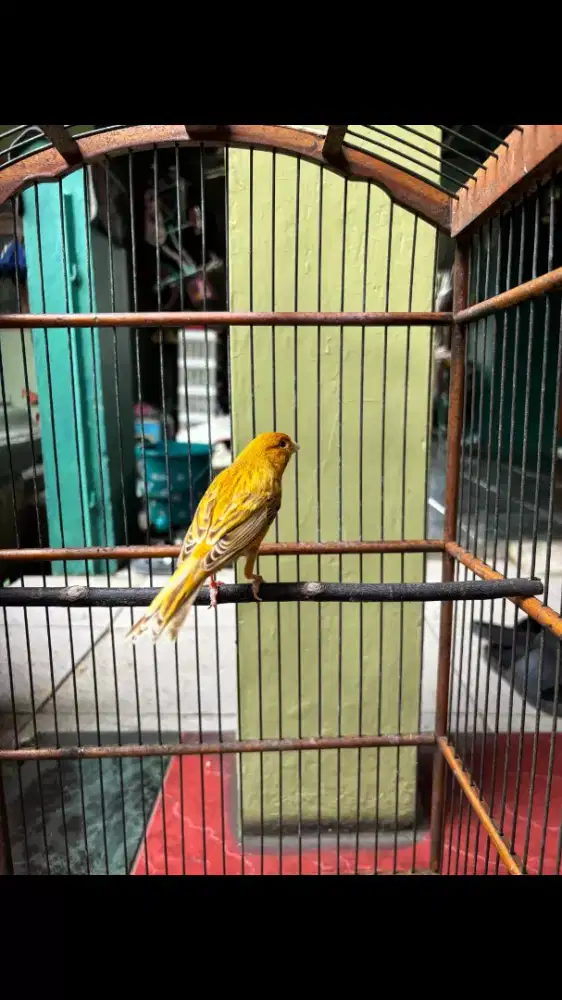 Kenari Isabel Jantan sudah Gacor
