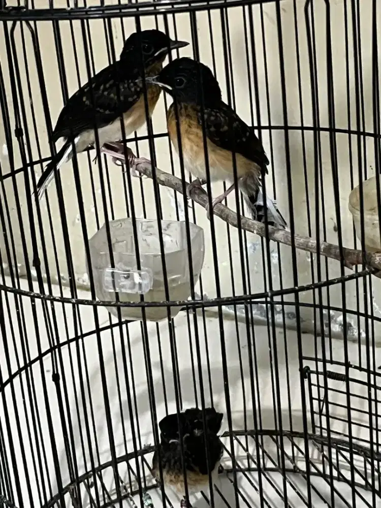 Murai trotol 2 jantan 1 betina