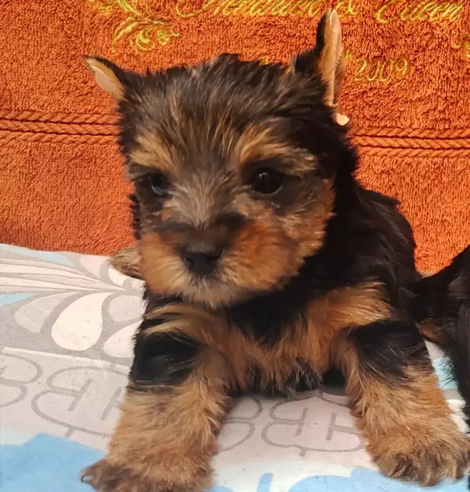 YORKI jual Bisa kirim ke Luar Kota