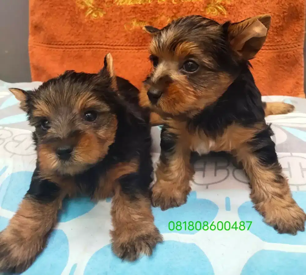 YORKY jual Bisa kirim ke Luar Kota
