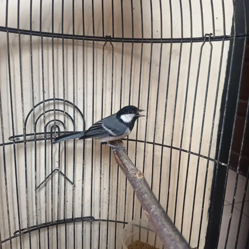 Gelatik batu di Jakarta