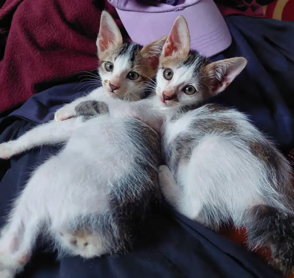 Kucing gratis kampung