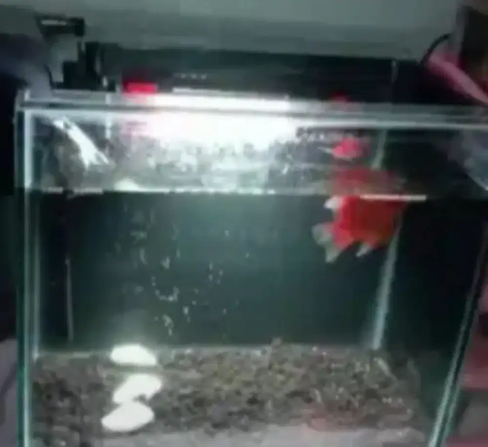 Dijual aquarium Small