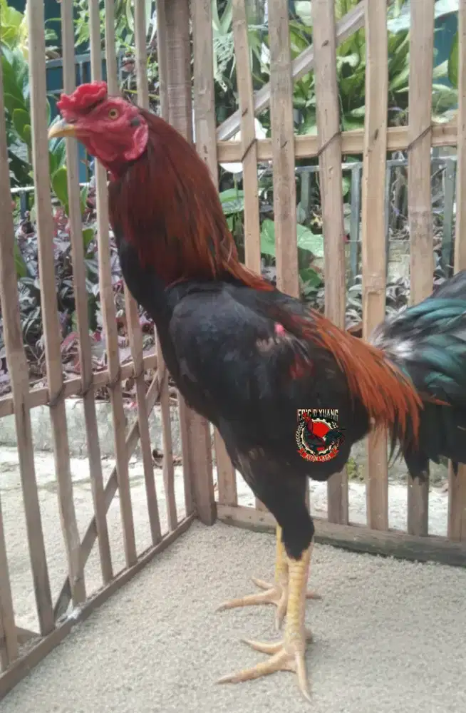 Ayam jago Birma jadul