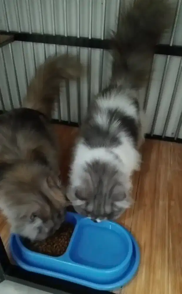 Kucing Persia flat nose