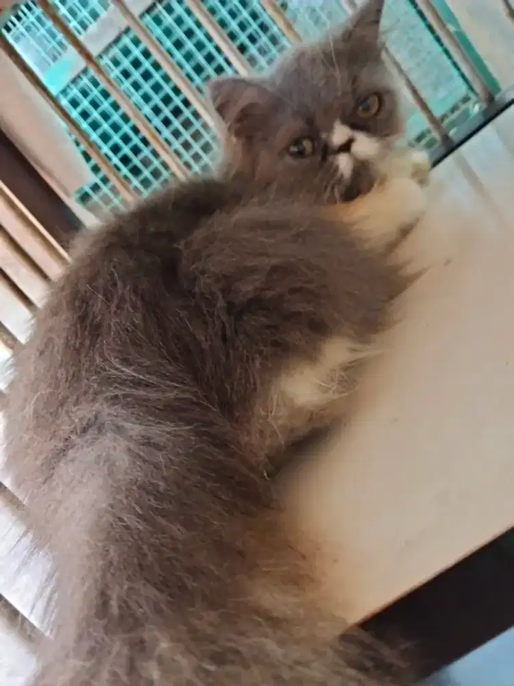 Kucing peaknose putih abu