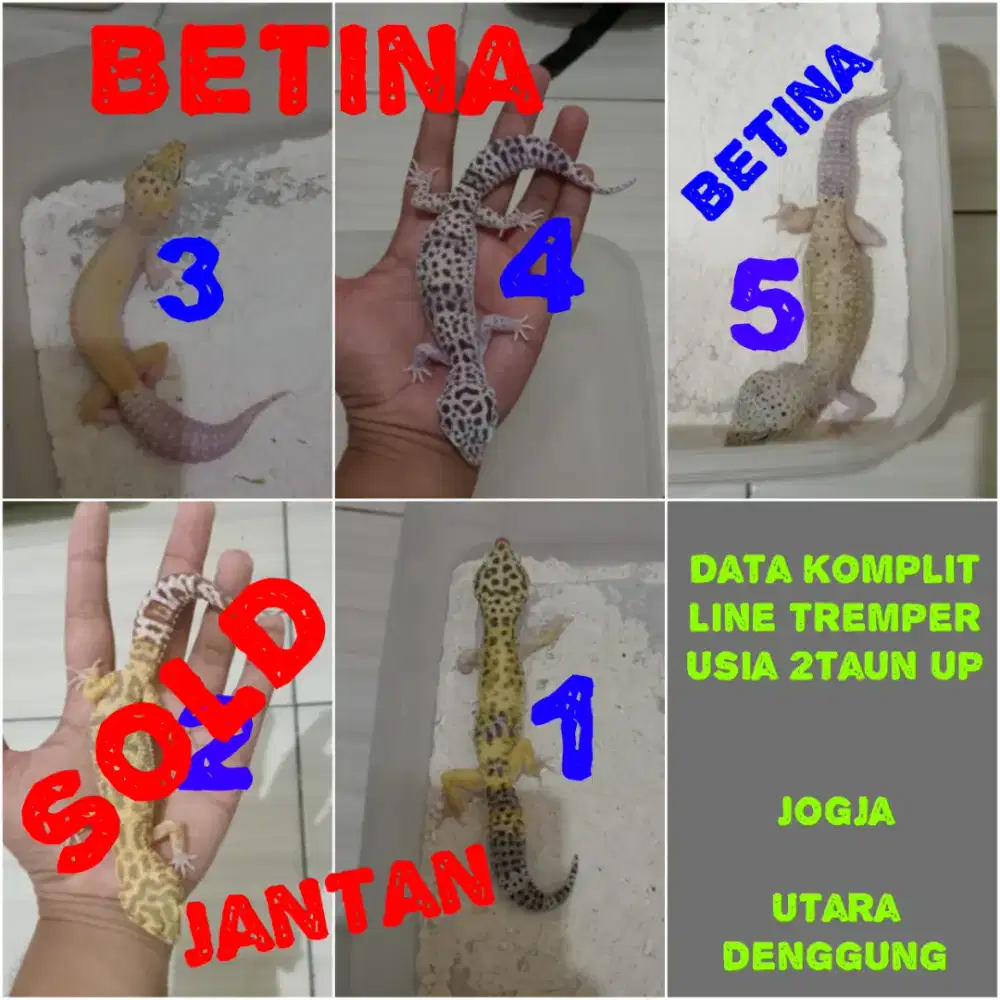 Leopard Gecko indukan