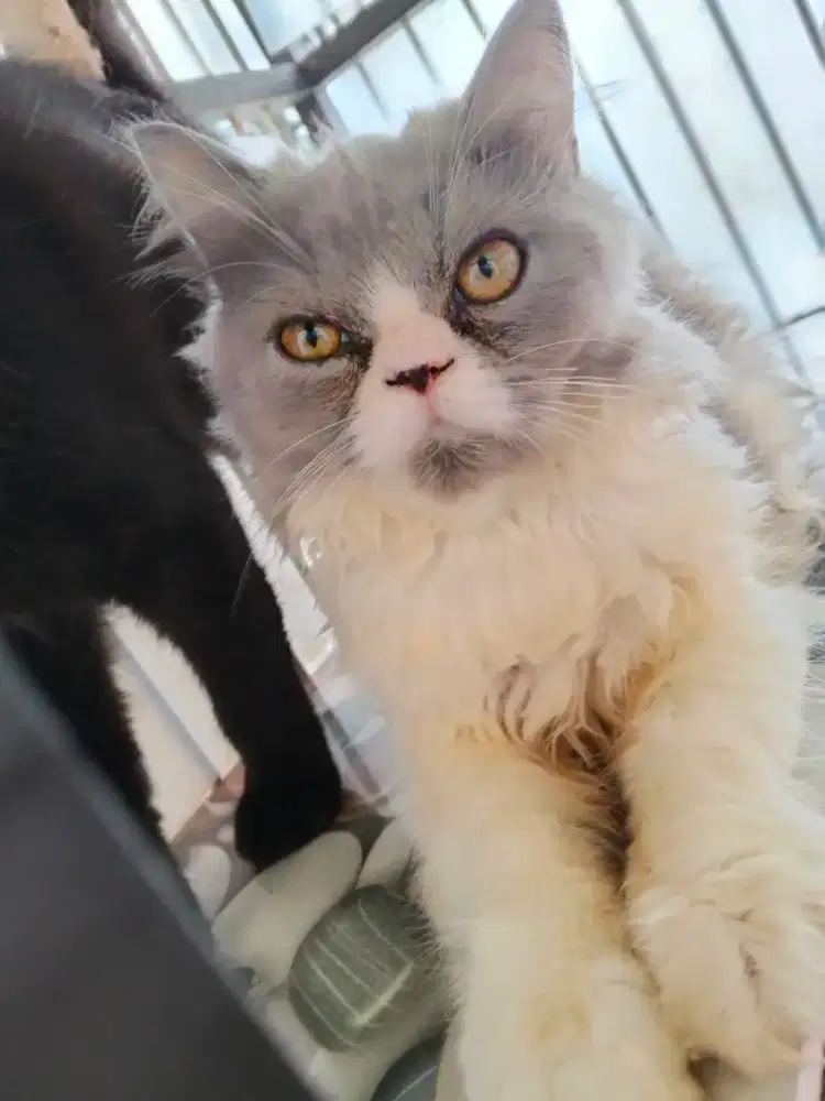 Kucing flatnose bulu panjang