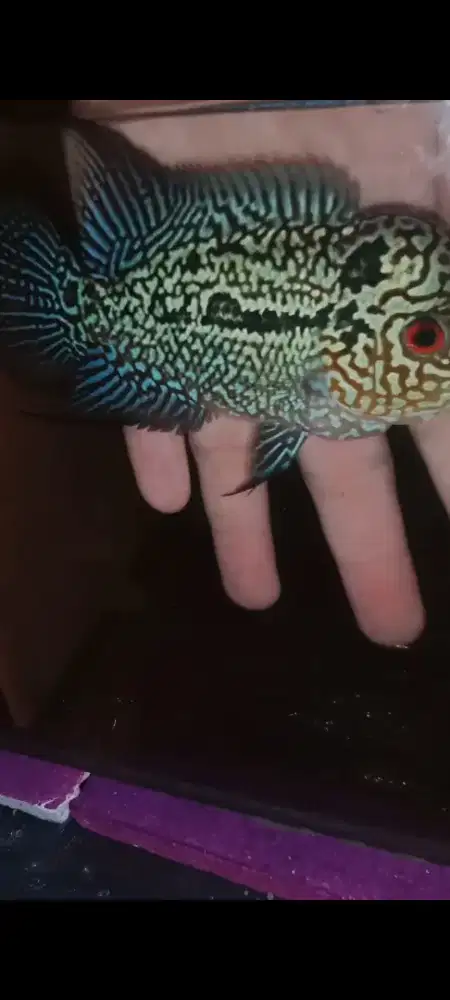 Ikan hias louhan kamfa f3