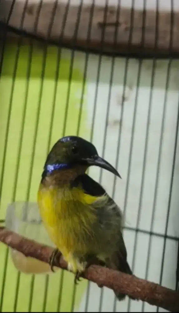 Burung kolibri kelapa trotol