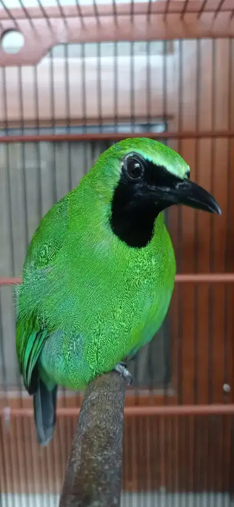 Burung kicau Gacor Rajin Bunyi