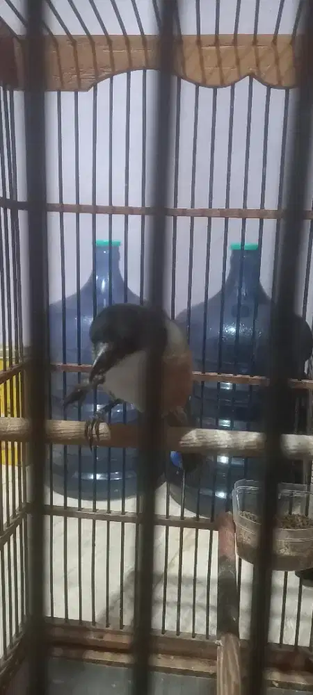 Pentet pala itam madura