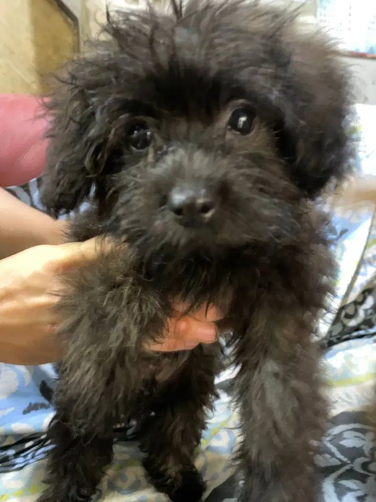 Anjing Rare Breed mix Pom dan poodle (pomoodle)