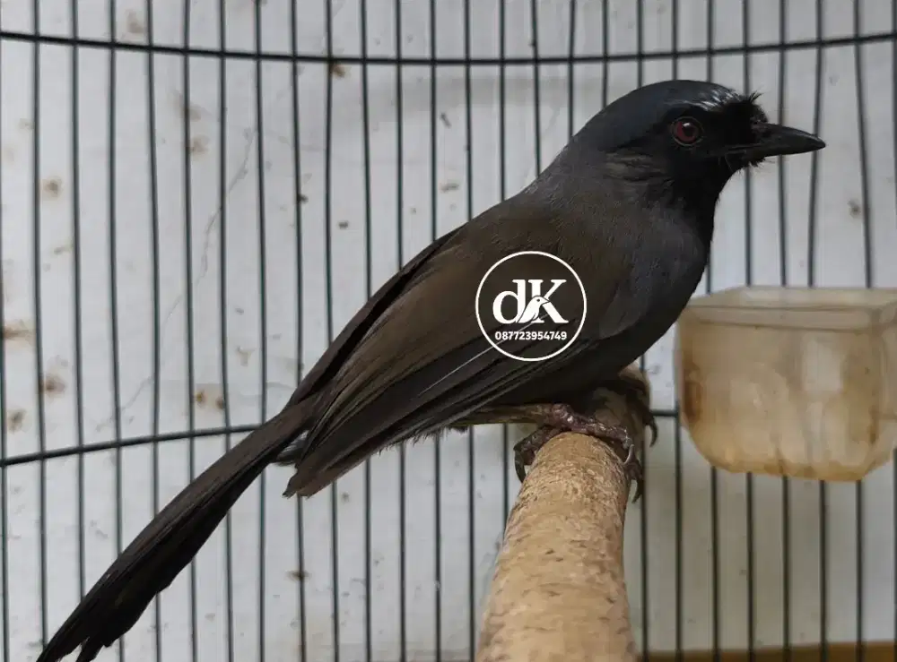 Poksay Hongkong Betina Pipi Hitam