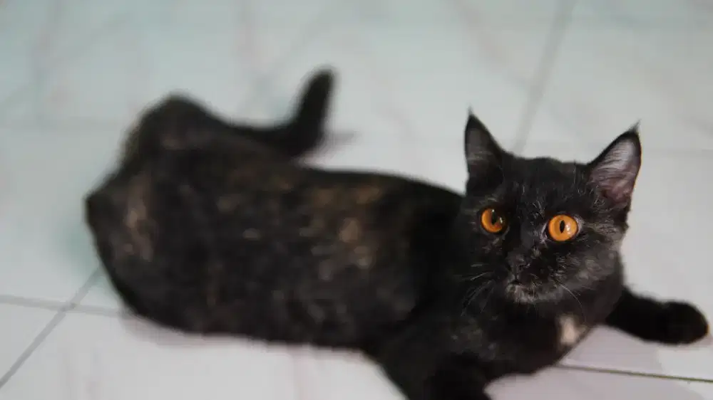 Hibah BSH betina black tortie