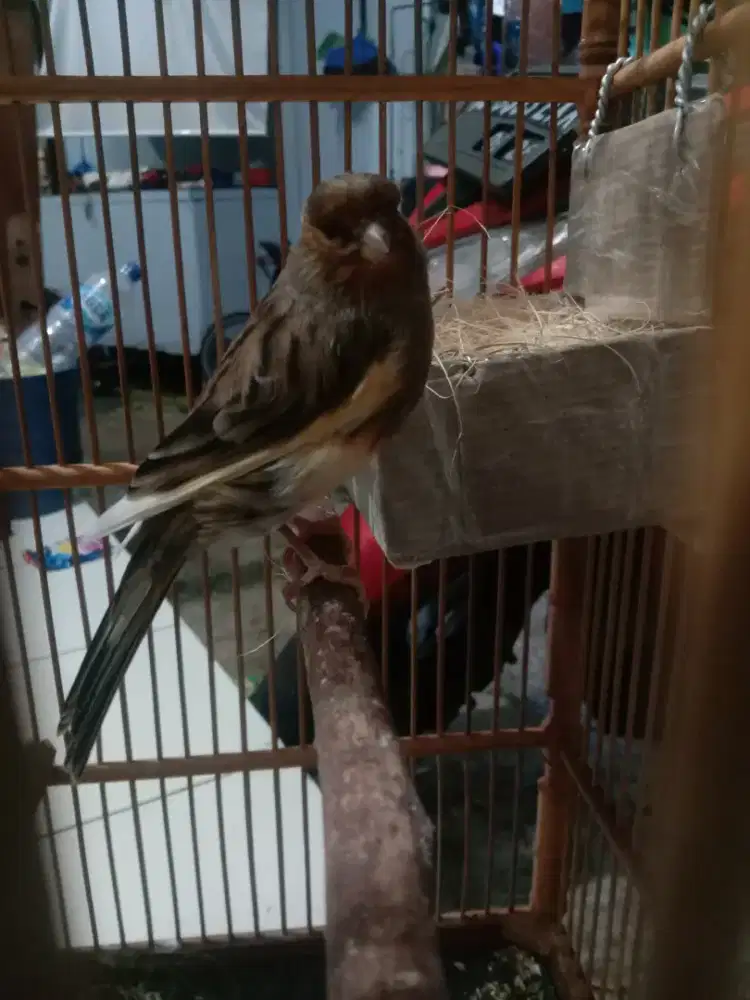 Kenari betina ngerol calon bibit unggul silahkan yg minat buat ternak