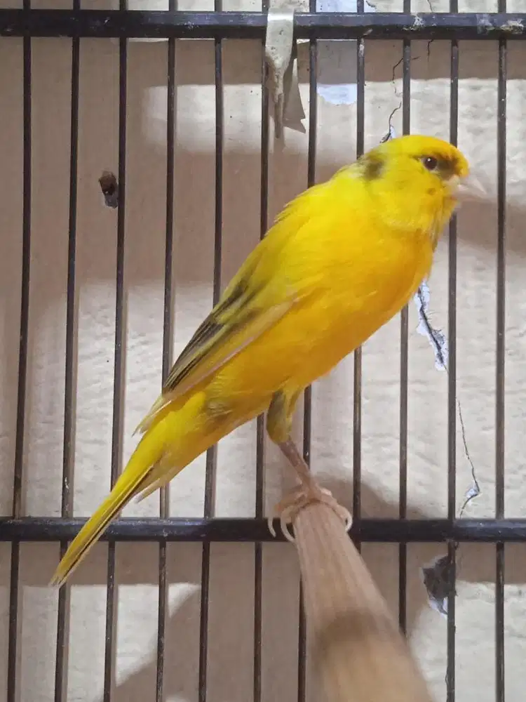 kenari F1YS gacoran fulset