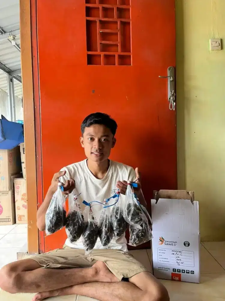 KECAMBAH BIBIT SAWIT ORI