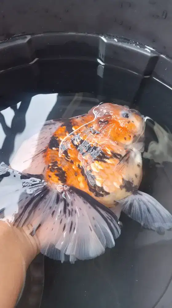 Ikan koki oranda rosetail jumbo