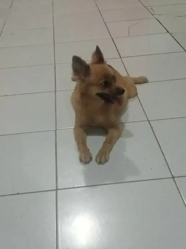 Cihuahua LH / mirip Mini Pom / Pomerian