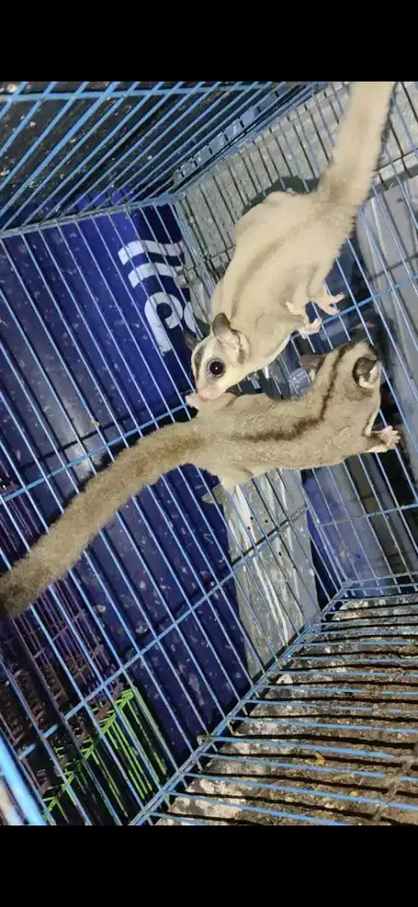 Sugar glider sepasang