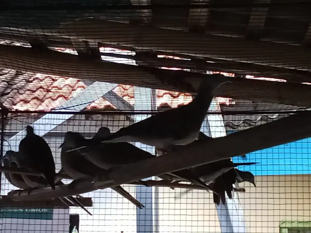 Burung perkutut Bangkok