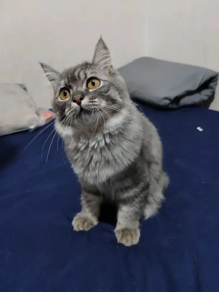 KUCING SCOTTISH STRAIGHT LONG HAIR