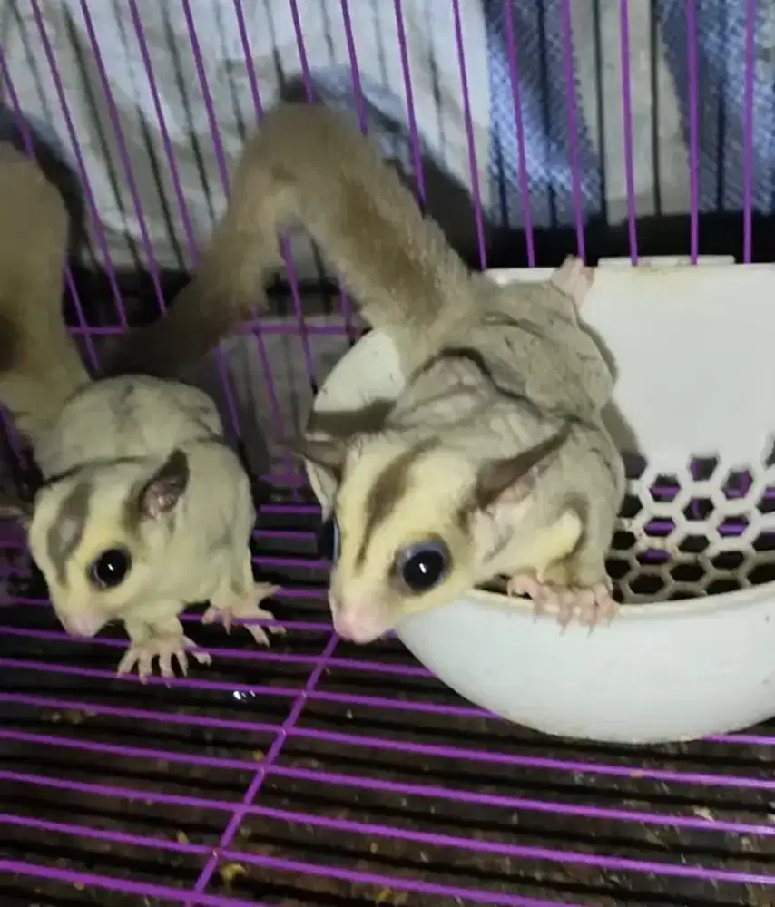 Sepasang sugar glider
