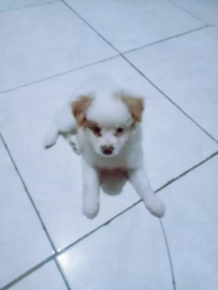 Jual anjing chihua hua mix pom