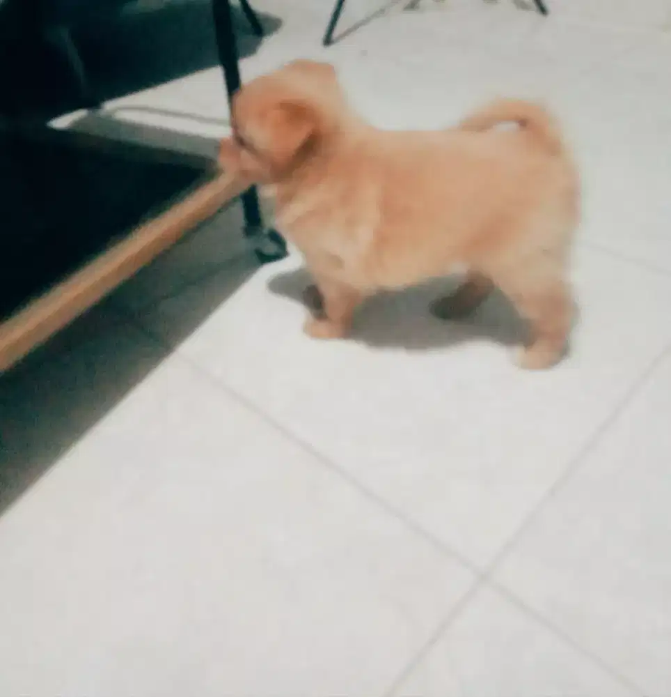 Jual anjing chihua hua mix pom