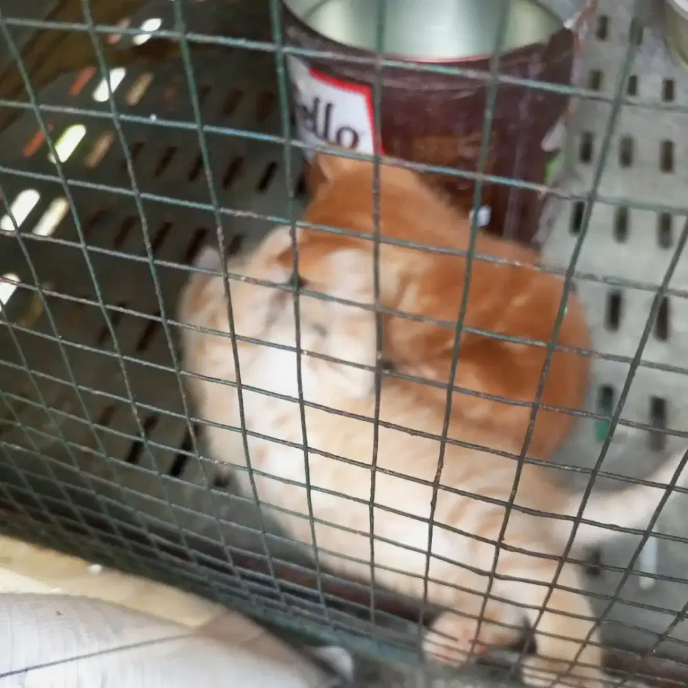 Sepasang induk kucing anggora beserta sepasang anakan msih 1 bulan