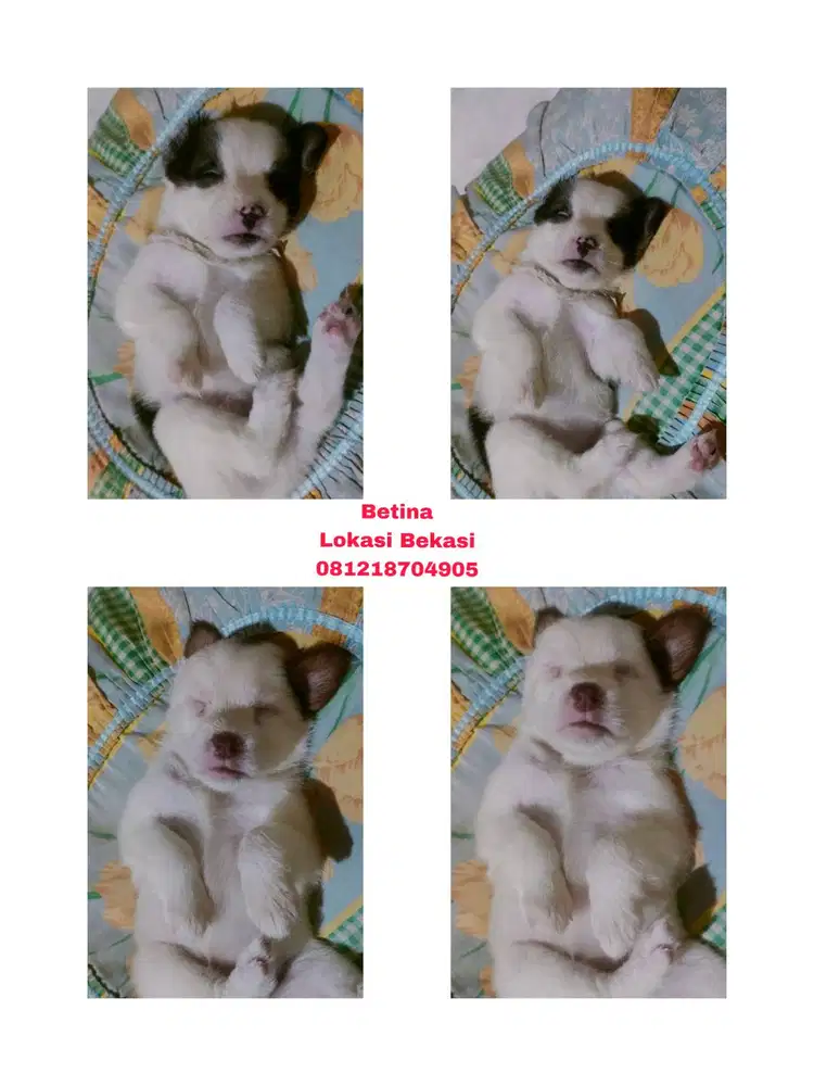 Mix Labrador+ Golden