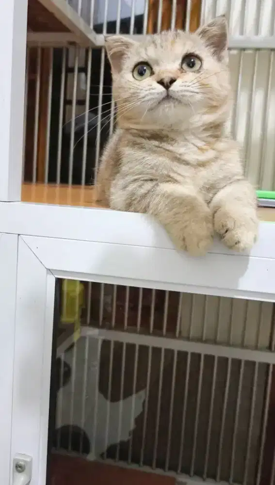 Golden fold Munchkin 3bln betina