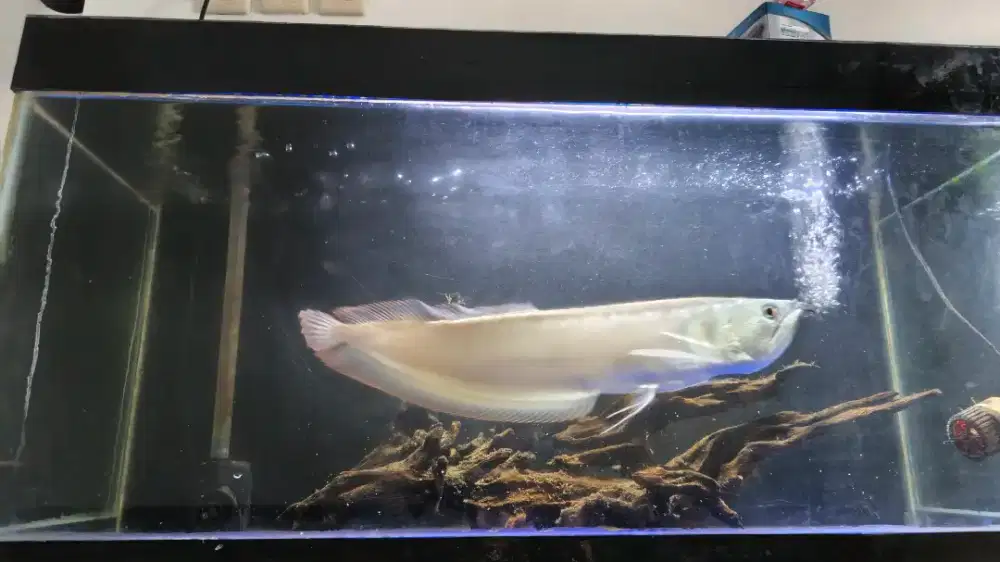 Aquarium fullset + Arwana